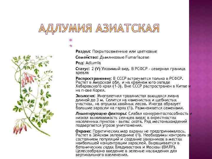  Раздел: Покрытосеменные или цветковые Семейство: Дымянковые Fumariaceae Род: Adlumia Статус: 2 (V) Уязвимый