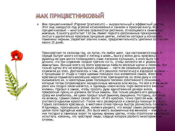 Цветок мака рассказ. Мак прицветниковый описание. Мак красная книга России.