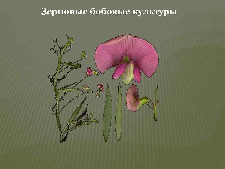 Зерновые бобовые культуры 