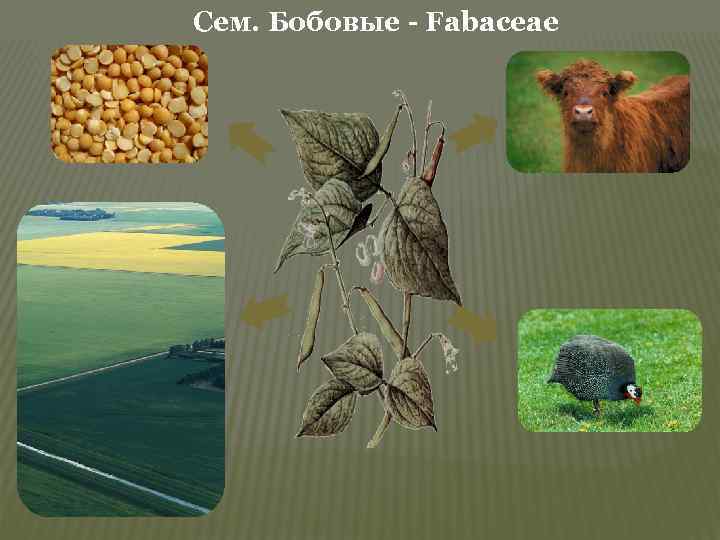 Сем. Бобовые - Fabaceae 