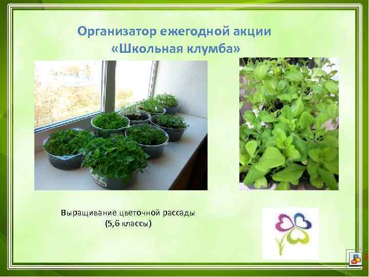 Организатор ежегодной акции «Школьная клумба» Выращивание цветочной рассады (5, 6 классы) 
