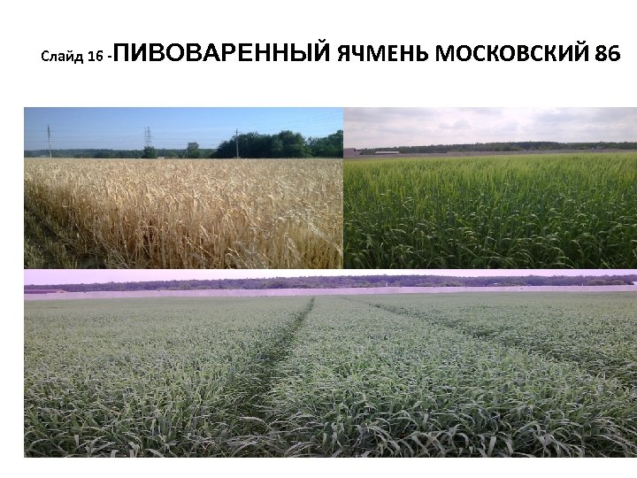 Слайд 16 -ПИВОВАРЕННЫЙ ЯЧМЕНЬ МОСКОВСКИЙ 86 