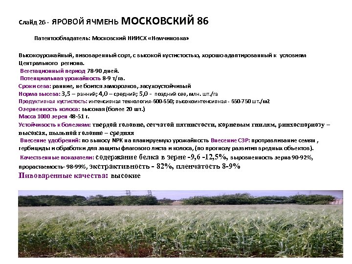 Слайд 26 - ЯРОВОЙ ЯЧМЕНЬ МОСКОВСКИЙ 86 Патентообладатель: Московский НИИСХ «Немчиновка» Высокоурожайный, пивоваренный сорт,