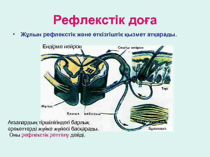 Рефлекстік доға • Жұлын рефлекстік және өткізгіштік қызмет атқарады. Ендірме нейрон Ағзалардың тіршілігіндегі барлық