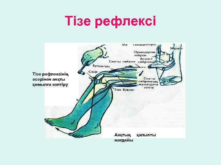 Тізе рефлексінің әсерінен аяқты қимылға келтіру Аяқтың қалыпты жағдайы 