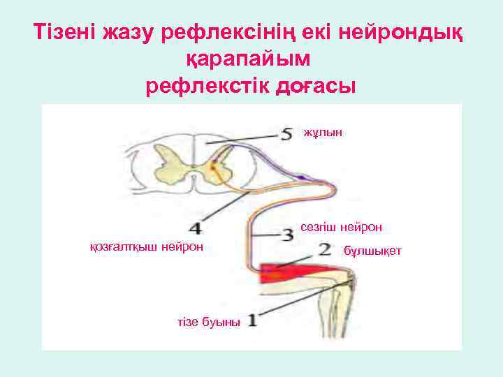 Тізені жазу рефлексінің екі нейрондық қарапайым рефлекстік доғасы жұлын сезгіш нейрон қозғалтқыш нейрон тізе