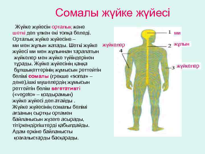 Сомалы жүйке жүйесі Жүйке жүйесін орталық және шеткі деп үлкен екі топқа бөледі. Орталық