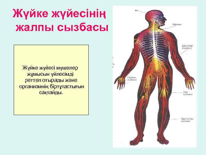 Орталық жүйке жүйесінің құрылысы мен қызметі презентация