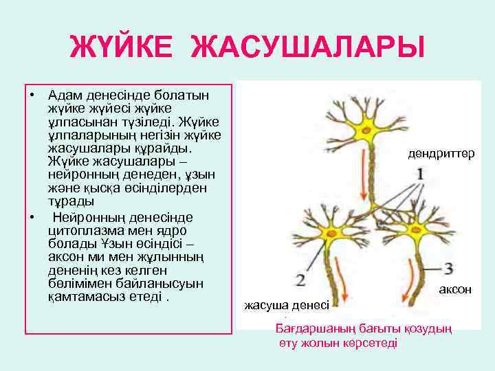 ЖҮЙКЕ ЖАСУШАЛАРЫ • Адам денесінде болатын жүйке жүйесі жүйке ұлпасынан түзіледі. Жүйке ұлпаларының негізін