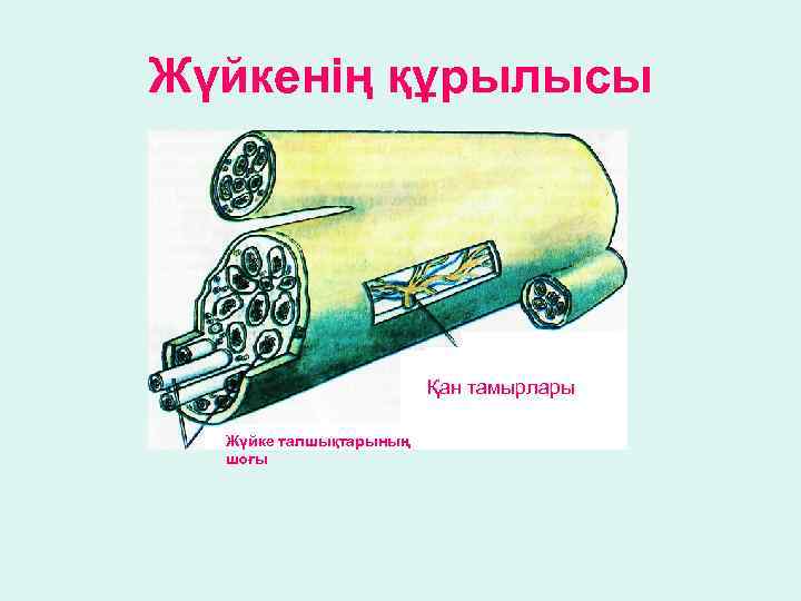 Жүйкенің құрылысы Қан тамырлары Жүйке талшықтарының шоғы 
