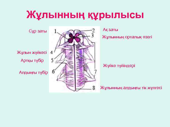 Жұлынның құрылысы Сұр заты Ақ заты Жұлынның орталық өзегі Жұлын жүйкесі 4 Артқы түбір