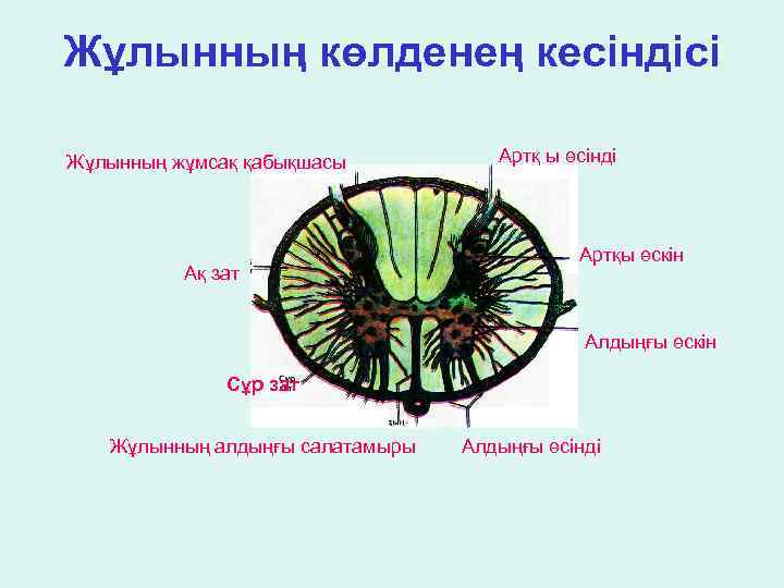 Жұлынның көлденең кесіндісі Жұлынның жұмсақ қабықшасы Ақ зат Артқ ы өсінді Артқы өскін Алдыңғы