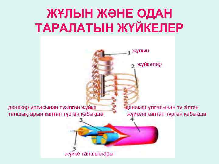 ЖҰЛЫН ЖӘНЕ ОДАН ТАРАЛАТЫН ЖҮЙКЕЛЕР жұлын жүйкелер дәнекер ұлпасынан түзілген жүйке талшықтарын қаптап тұрған