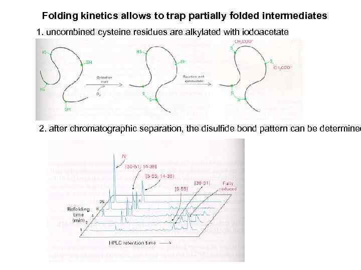 Folding kinetics allows to trap partially folded intermediates 1. uncombined cysteine residues are alkylated