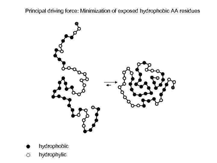 Principal driving force: Minimization of exposed hydrophobic AA residues hydrophobic hydrophylic 