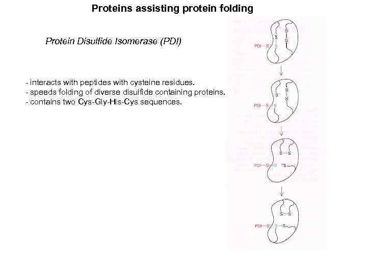 Proteins assisting protein folding Protein Disulfide Isomerase (PDI) - interacts with peptides with cysteine