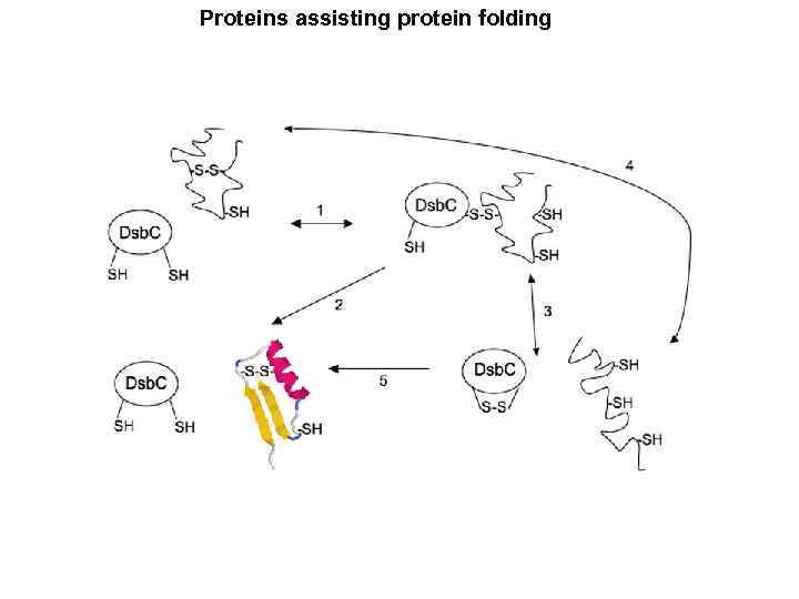 Proteins assisting protein folding 