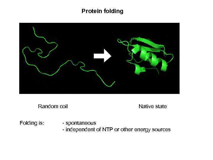 Protein folding Random coil Folding is: Native state - spontaneous - independent of NTP