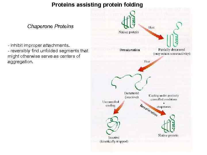 Proteins assisting protein folding Chaperone Proteins - inhibit improper attachments. - reversibly find unfolded