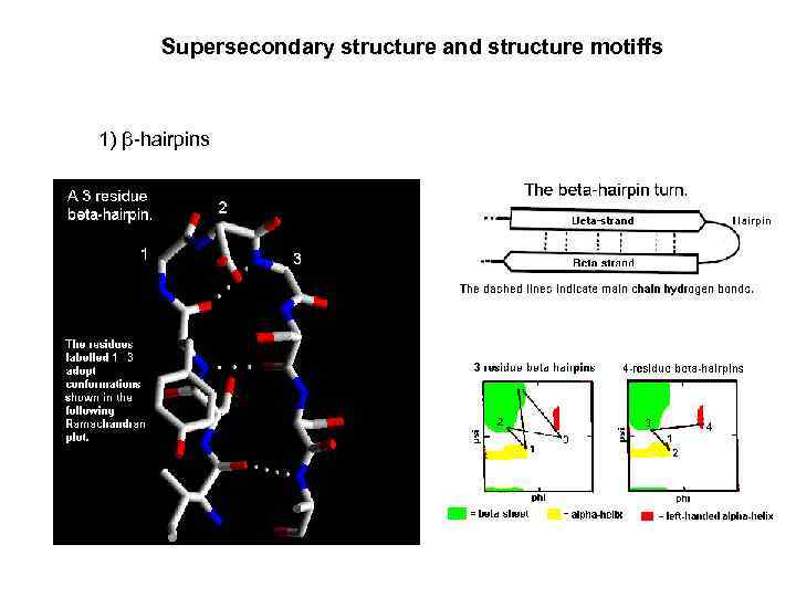 Supersecondary structure and structure motiffs 1) β-hairpins 