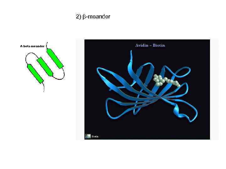 2) β-meander 