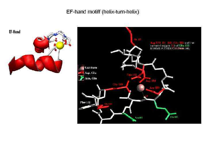 EF-hand motiff (helix-turn-helix) 