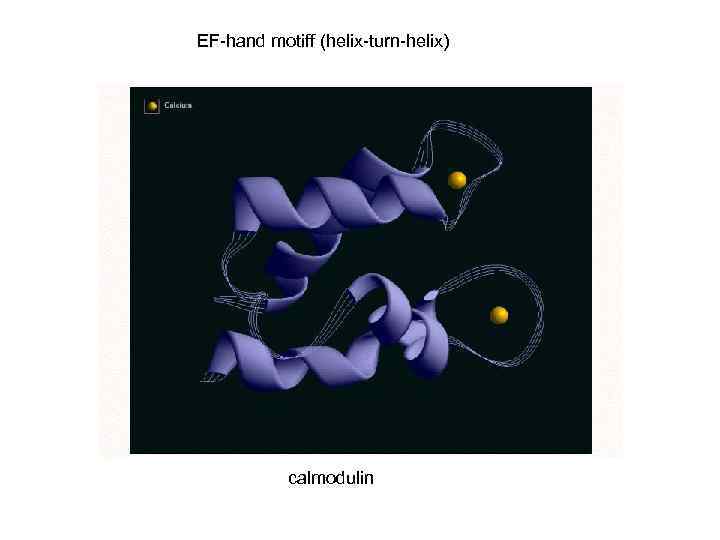 EF-hand motiff (helix-turn-helix) calmodulin 