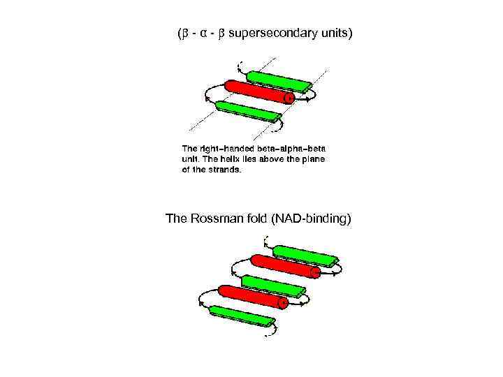 ( - α - supersecondary units) The Rossman fold (NAD-binding) 