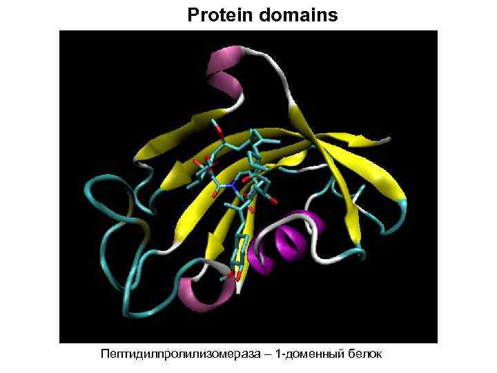 Protein domains Пептидилпролилизомераза – 1 -доменный белок 