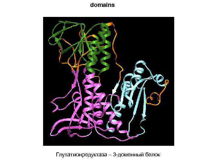 domains Глутатионредуктаза – 3 -доменный белок 