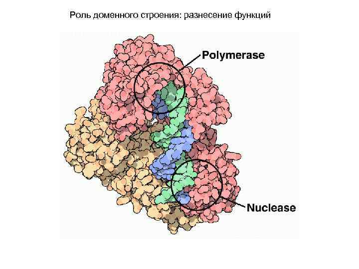 Роль доменного строения: разнесение функций 