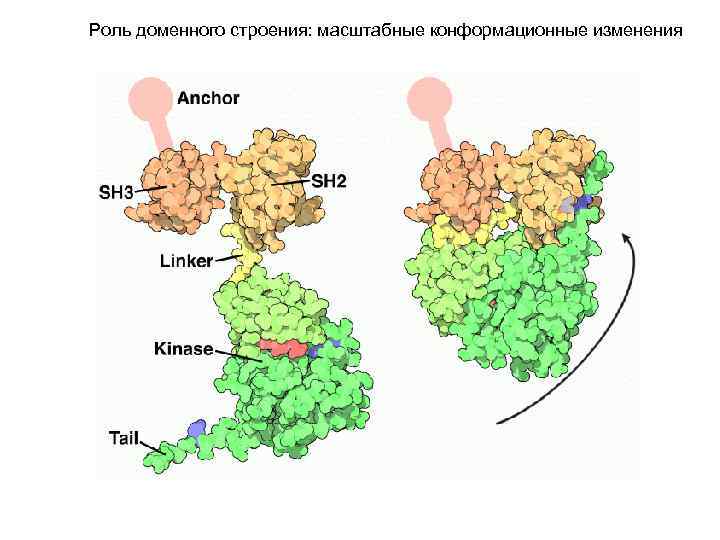 Роль доменного строения: масштабные конформационные изменения 