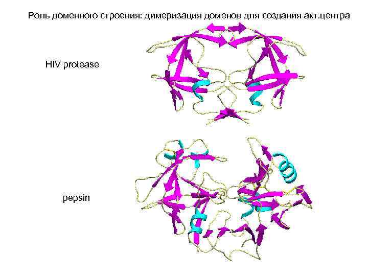 Роль доменного строения: димеризация доменов для создания акт. центра HIV protease pepsin 