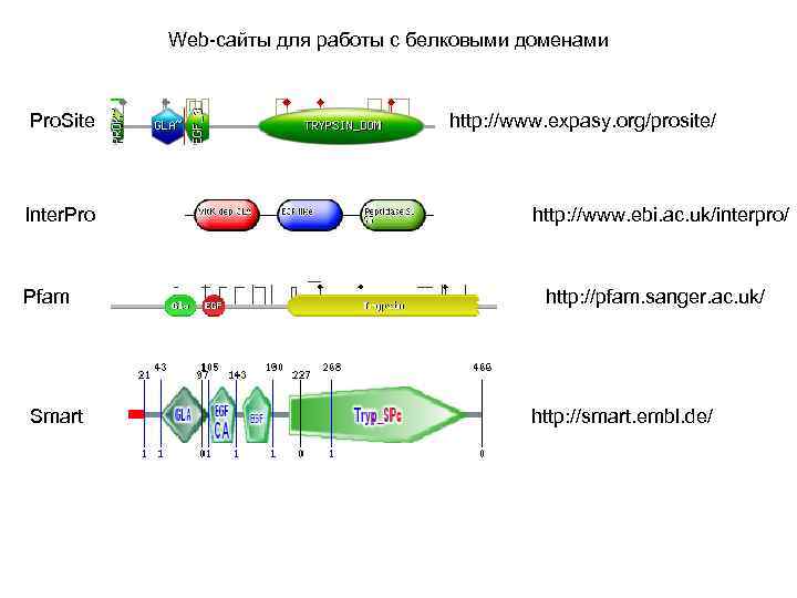 Web-сайты для работы с белковыми доменами Pro. Site Inter. Pro Pfam Smart http: //www.