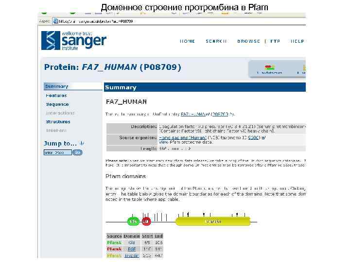 Доменное строение протромбина в Pfam 