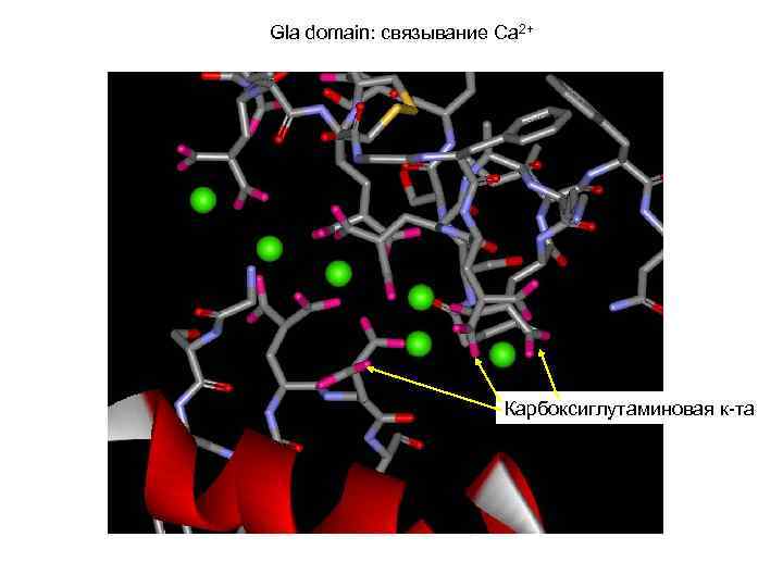 Gla domain: связывание Ca 2+ Карбоксиглутаминовая к-та 