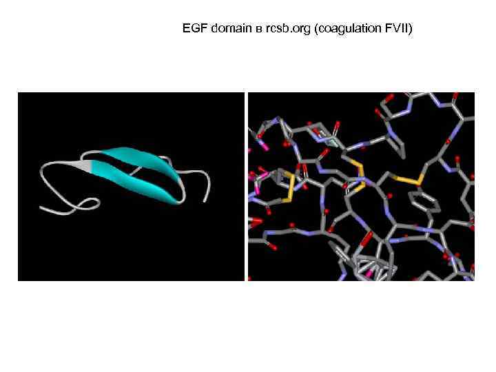 EGF domain в rcsb. org (coagulation FVII) 