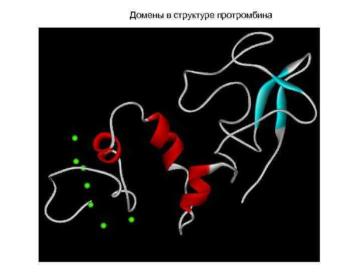 Домены в структуре протромбина 