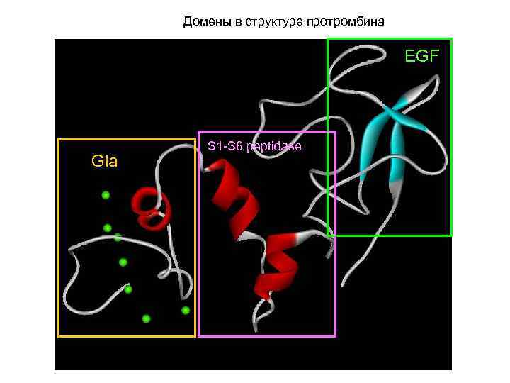 Домены в структуре протромбина EGF Gla S 1 -S 6 peptidase 