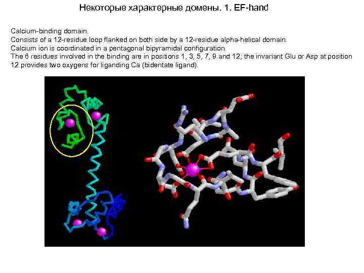 Некоторые характерные домены. 1. EF-hand Calcium-binding domain. Consists of a 12 -residue loop flanked