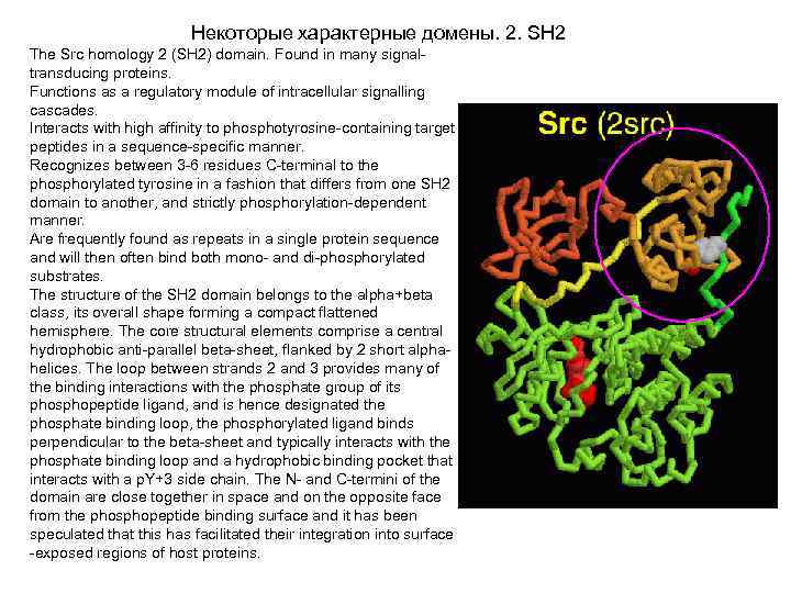 Некоторые характерные домены. 2. SH 2 The Src homology 2 (SH 2) domain. Found