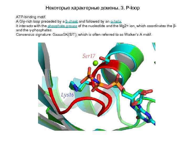 Некоторые характерные домены. 3. P-loop ATP-binding motif. A Gly-rich loop preceded by a β-sheet