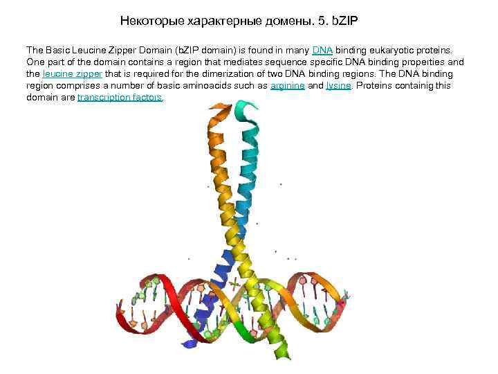 Некоторые характерные домены. 5. b. ZIP The Basic Leucine Zipper Domain (b. ZIP domain)