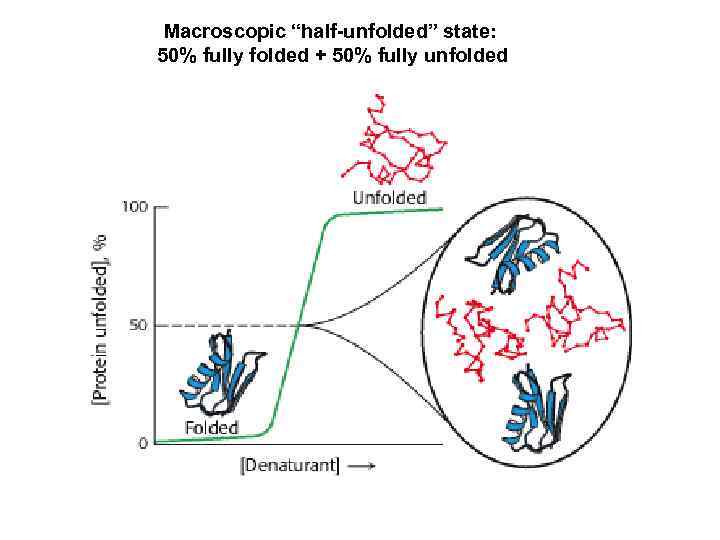 Macroscopic “half-unfolded” state: 50% fully folded + 50% fully unfolded 