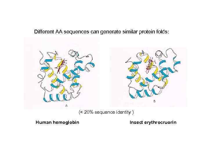 Different AA sequences can generate similar protein folds: (< 20% sequence identity ) Human