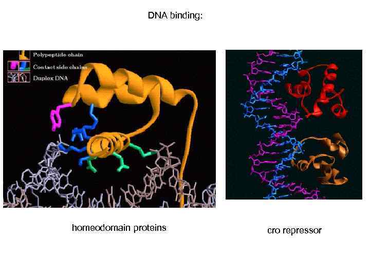 DNA binding: homeodomain proteins cro repressor 