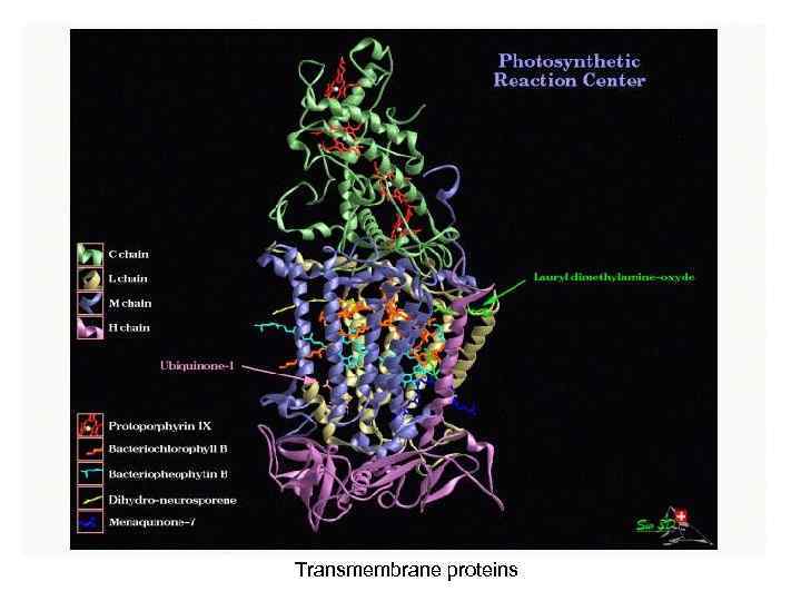 Transmembrane proteins 