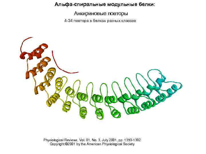 Альфа-спиральные модульные белки: Анкириновые повторы 4 -34 повтора в белках разных классов Physiological Reviews,