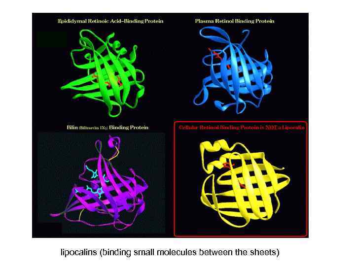 lipocalins (binding small molecules between the sheets) 