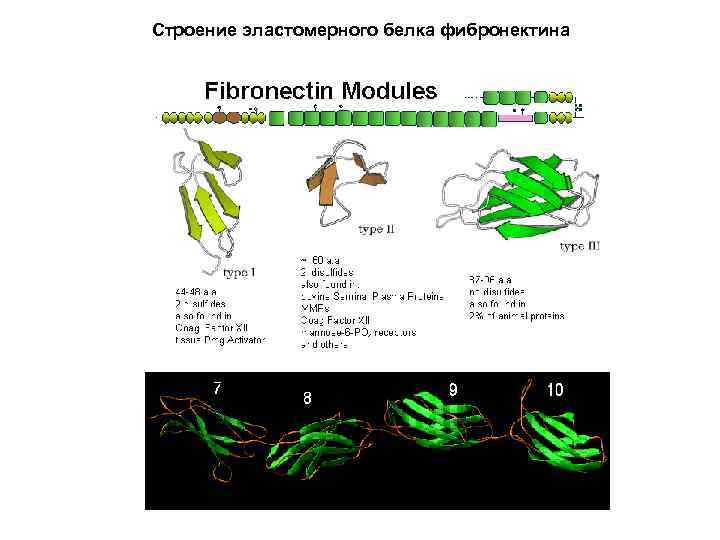 Строение эластомерного белка фибронектина 